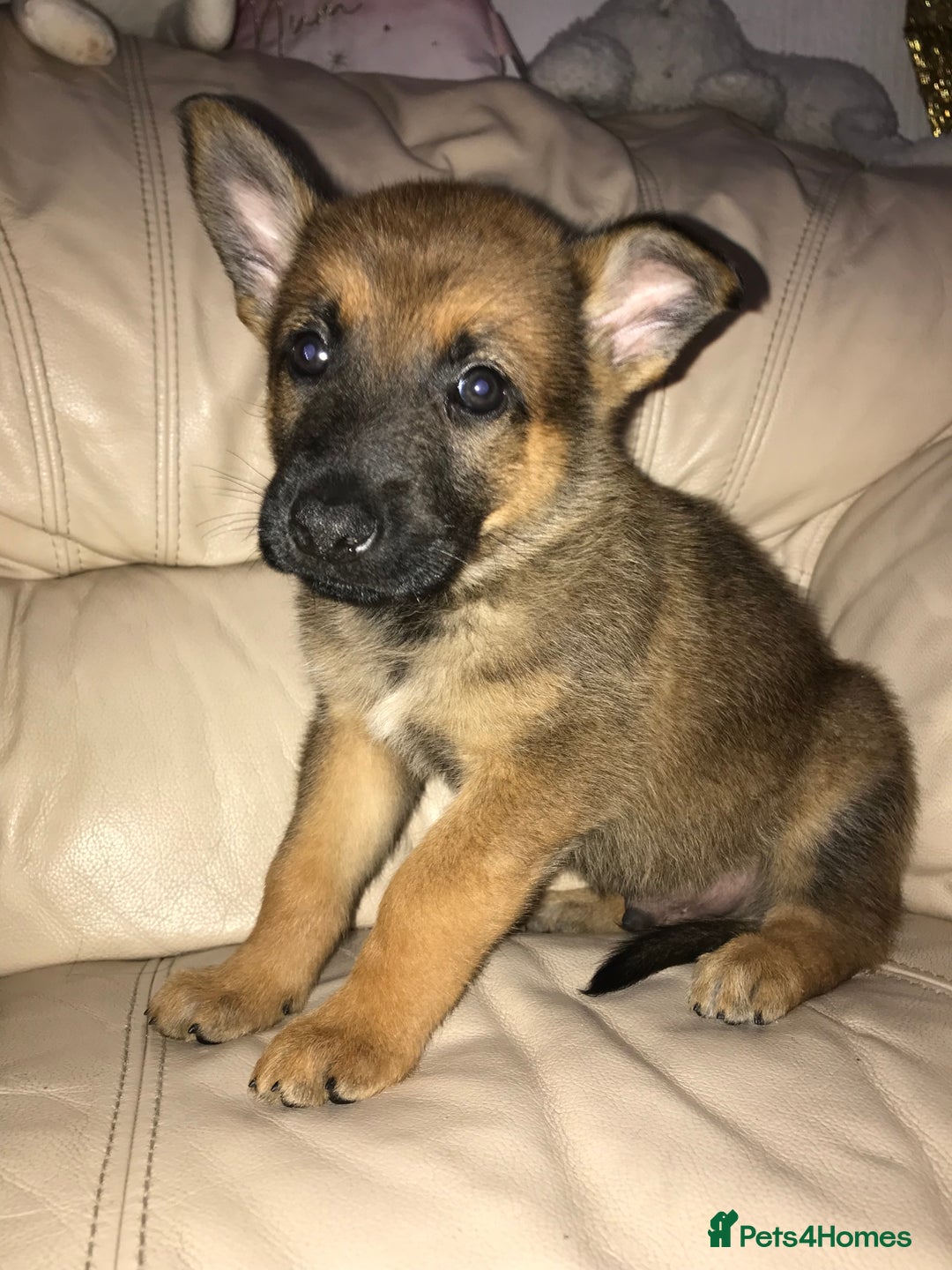 Belgian Shepherd Dog dogs for sale: Belgian Malinois puppy’s  - Image 25