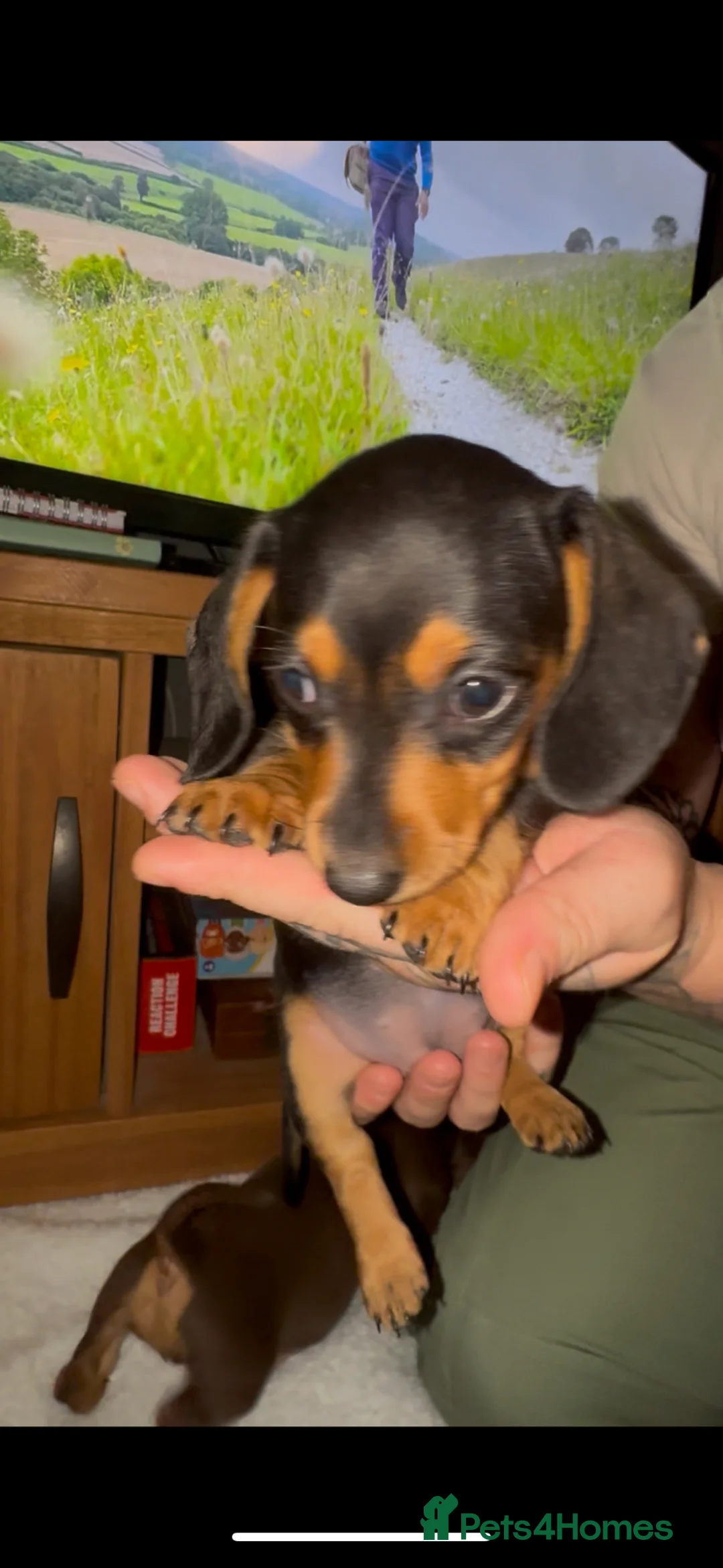 Miniature Dachshund dogs for sale: Miniature dachshund puppy  - Advert 2