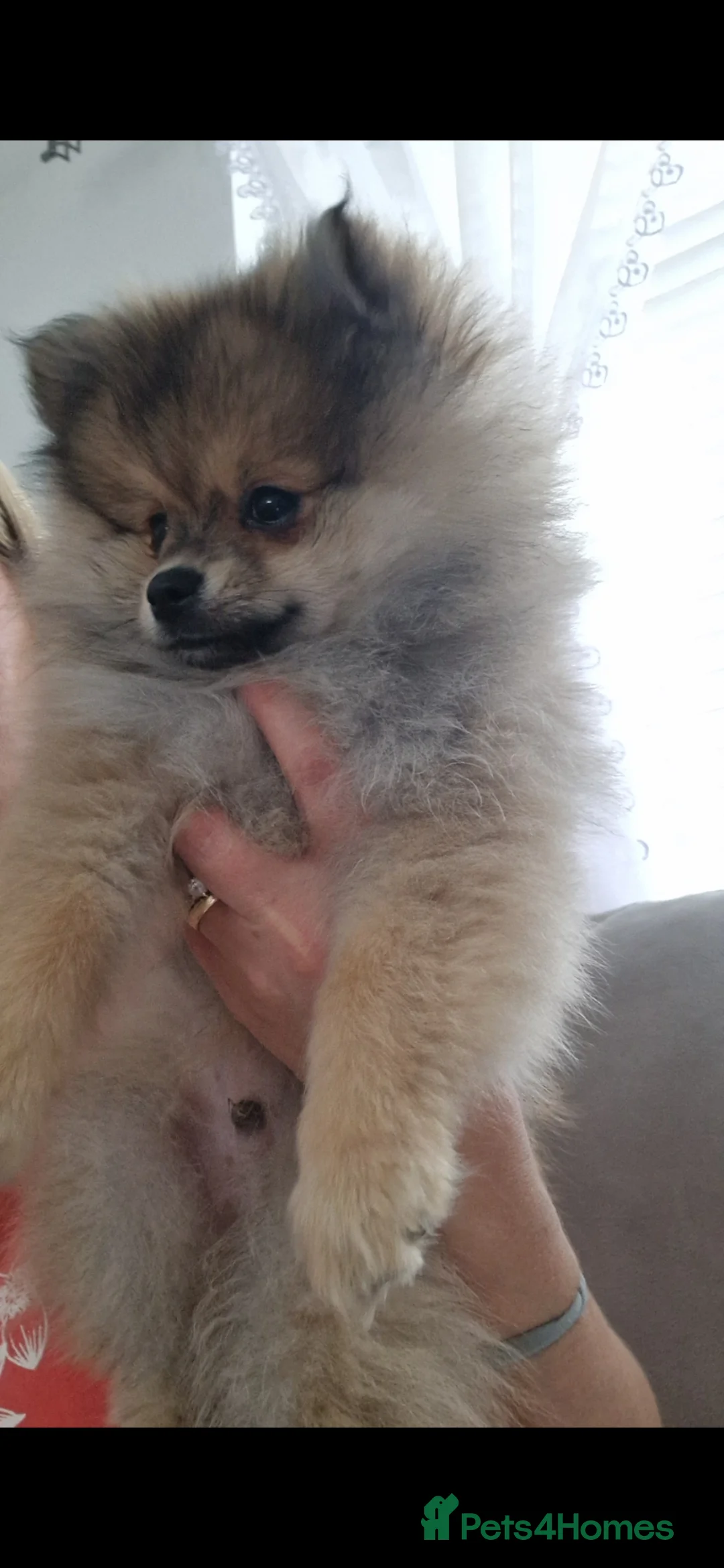Pomeranian dogs for sale: Small Beautiful Pomeranian Puppies Ready Now  - Advert 1