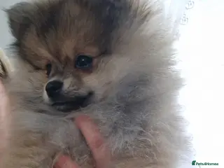 Pomeranian dogs Small Beautiful Pomeranian Puppies Ready Now - Advert 11