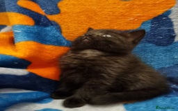 Scottish Fold cats for sale: Beautiful Scottishsh fold kittens  - Image 12