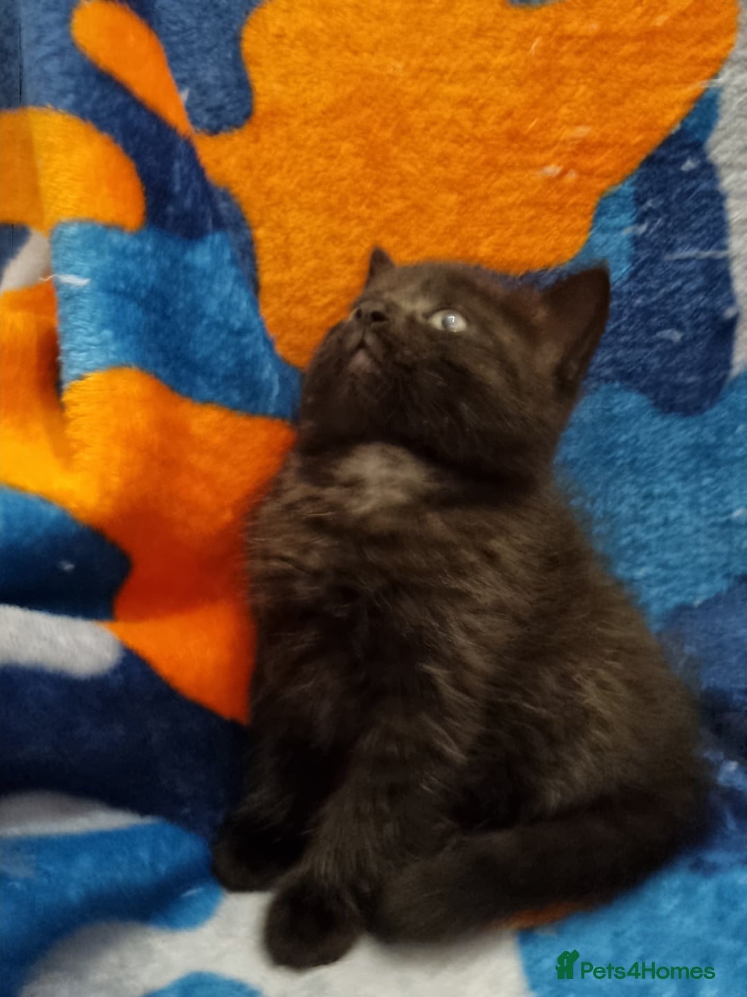 Scottish Fold cats for sale: Beautiful Scottishsh fold kittens  - Image 12