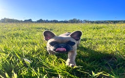 Mixed Breed dogs for sale: Re homing due to work change in circumstances.  - Image 9
