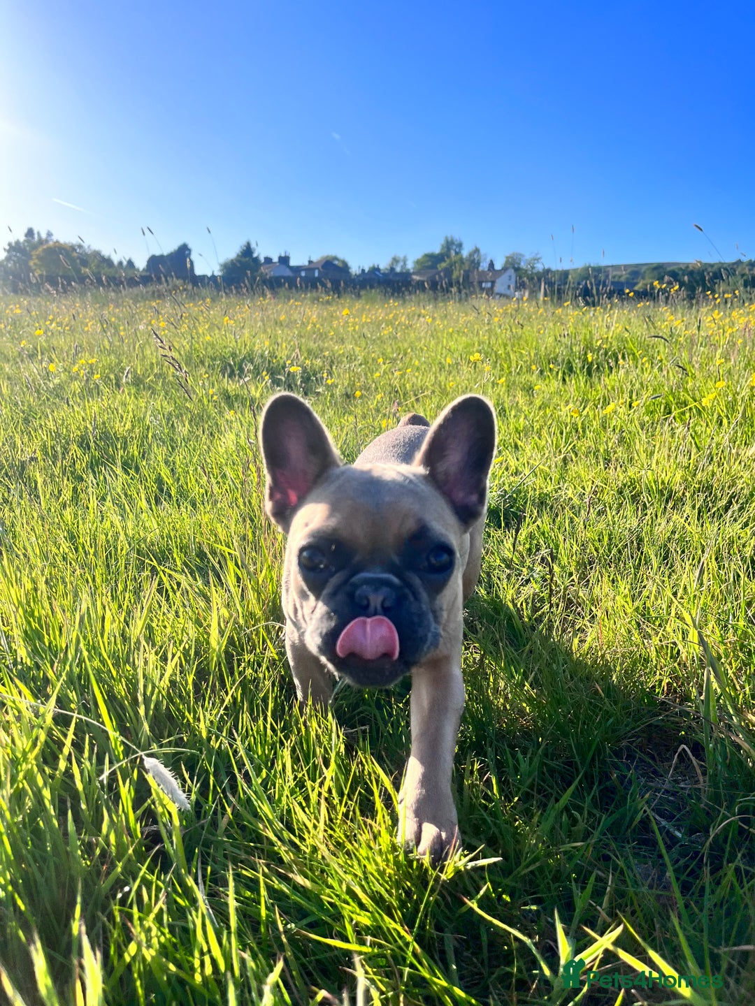 Mixed Breed dogs for sale: Re homing due to work change in circumstances.  - Image 9