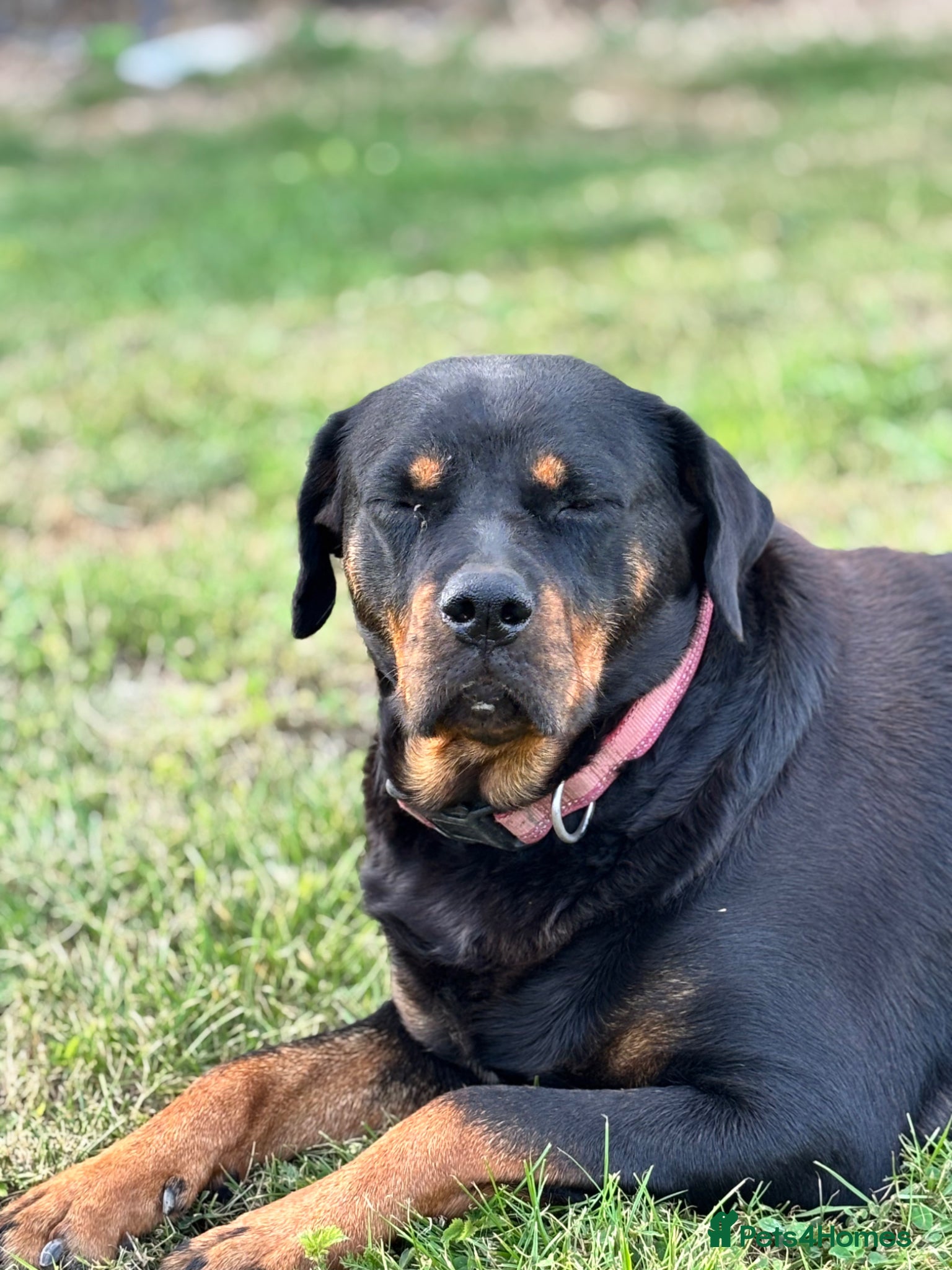 Rottweiler dogs for sale: Gorgeous chunky girl  - Advert 3
