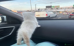 Ragdoll cats for sale: Male kitten ONE LEFT, Ragdoll dad, mum Siamese - Image 3