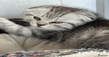 Scottish Fold cats - Advert 1