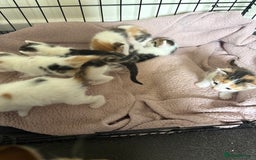 Bengal cats for sale: Bengal mix   in Manchester - Image 9