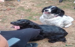 Cockerdor dogs for sale: Cockerdoor  - Image 7