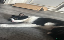 British Longhair cats for sale: Poppy (female) - Image 4