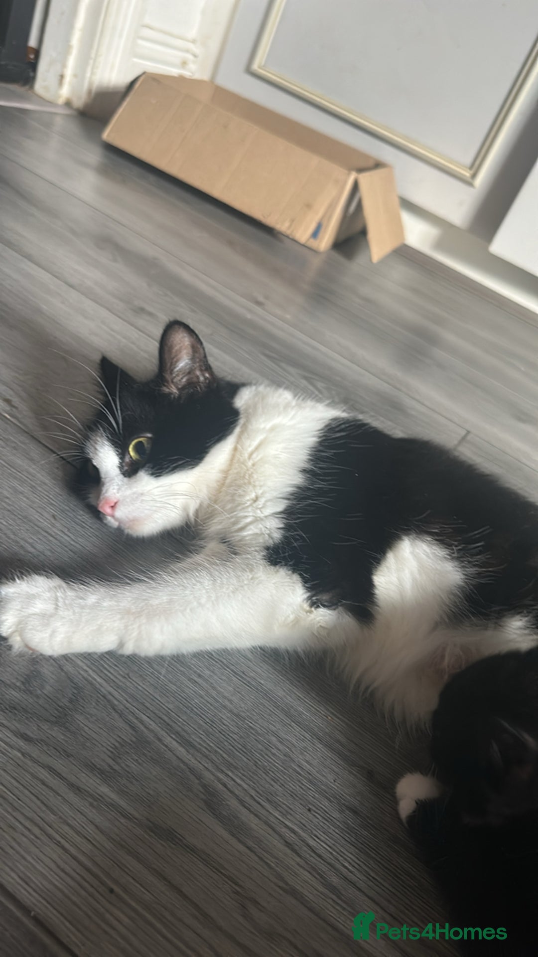 British Longhair cats for sale: Poppy (female) - Image 4