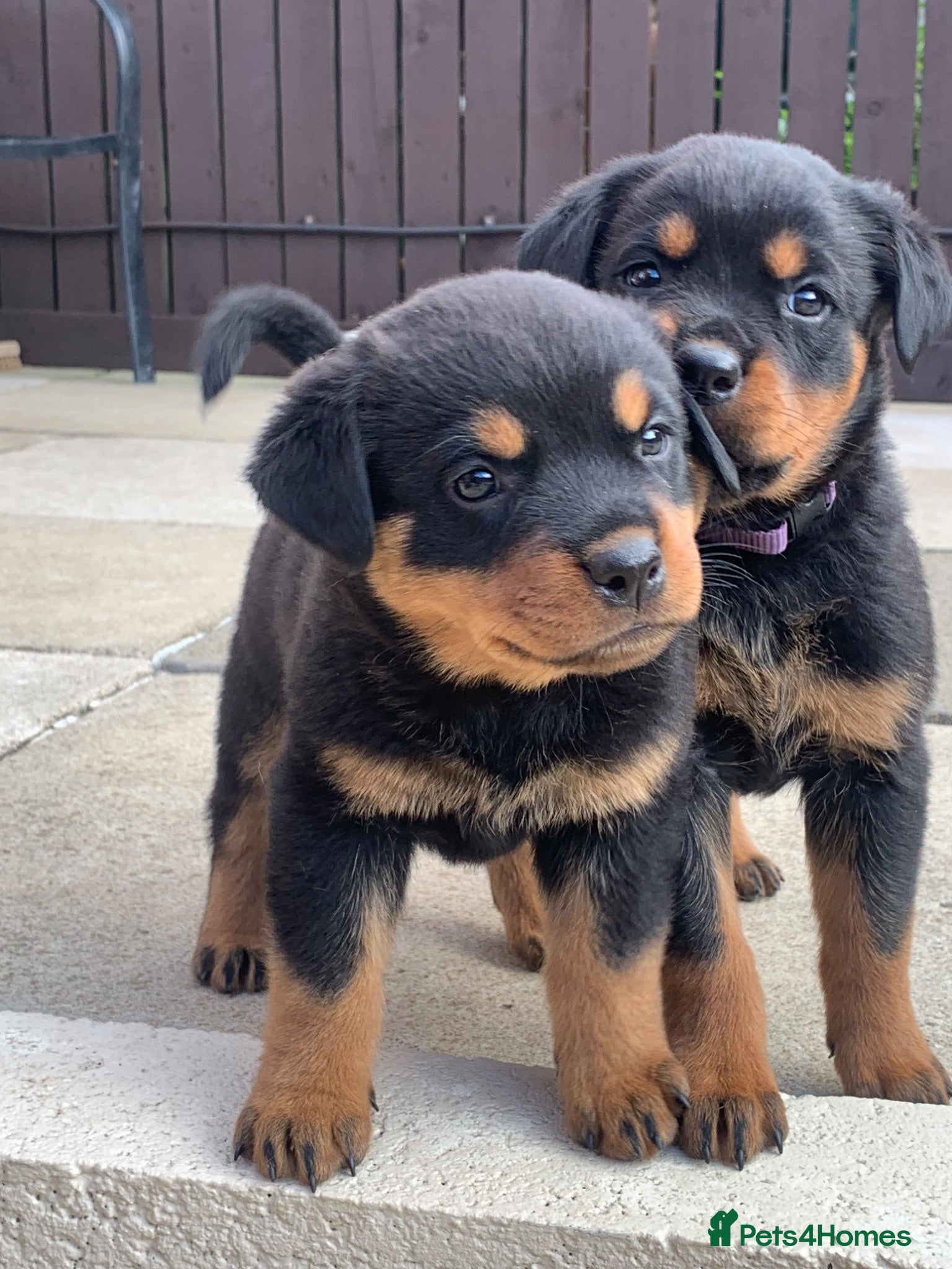 Rottweiler dogs AMAZING PEDIGREE REGISTERED ROTTWEILER PUPPIES - Advert 3
