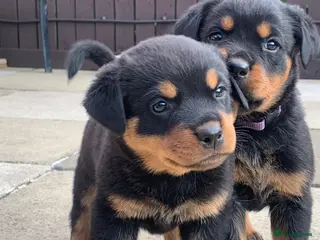 Rottweiler dogs AMAZING PEDIGREE REGISTERED ROTTWEILER PUPPIES - Advert 2