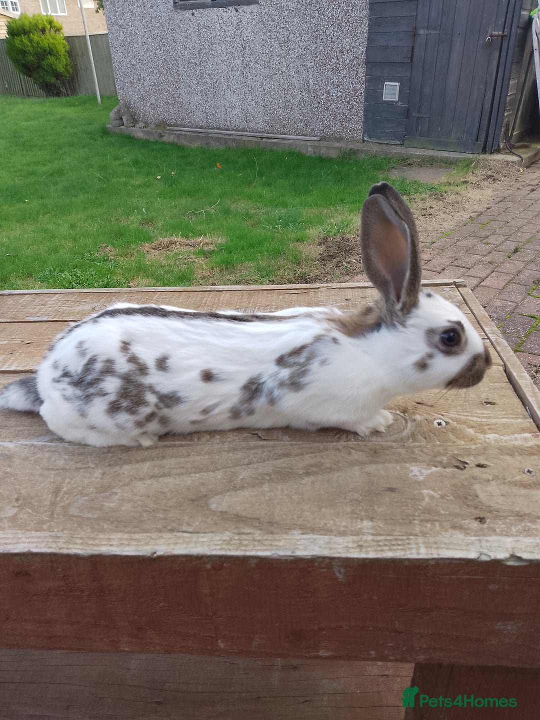 English Spot rabbits for sale: Baby English rabbits for sale - Image 2