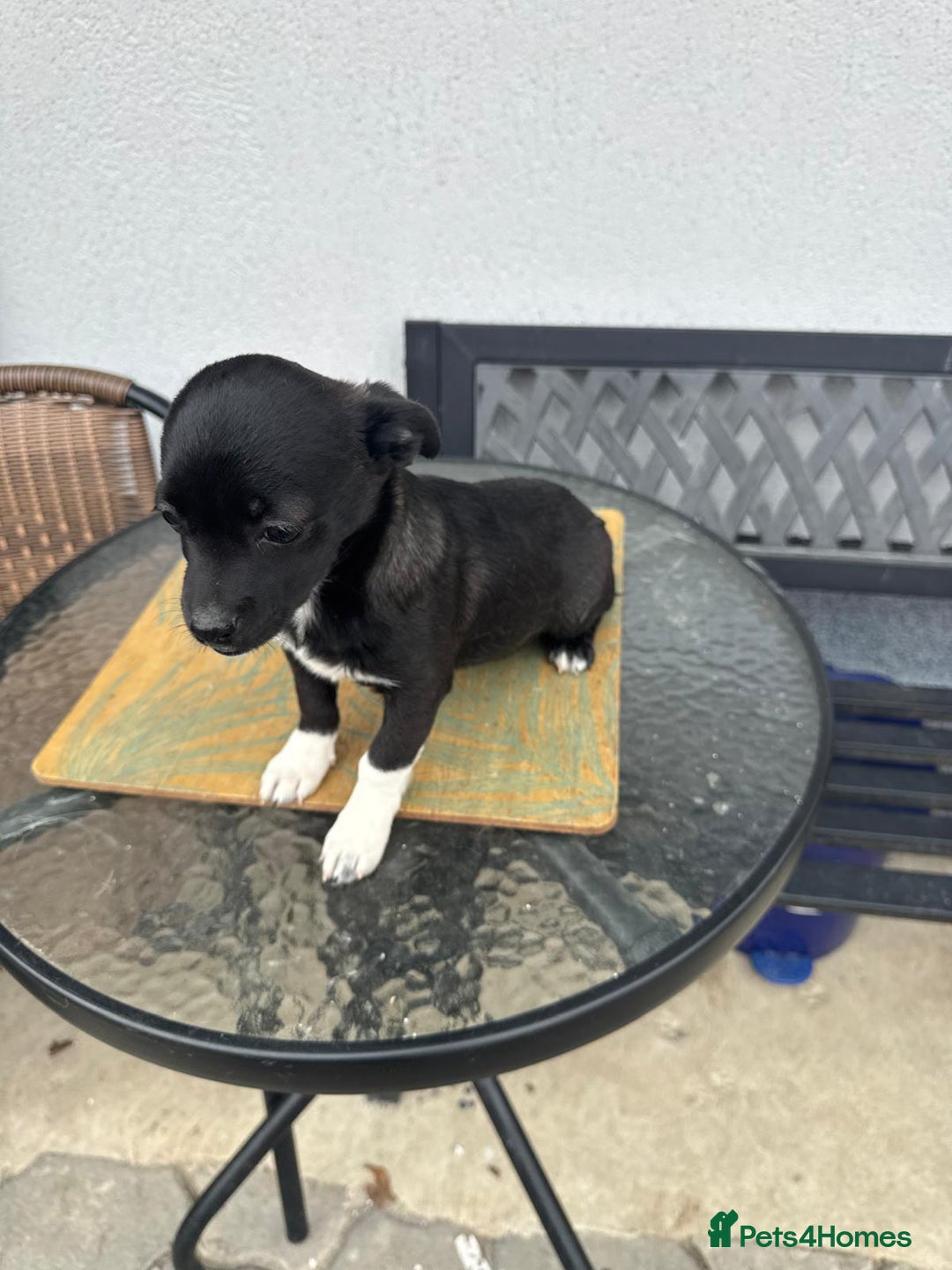 Mixed Breed dogs for adoption: FLORA - a Lovely tiny puppy girl for a Loving Home - Advert 13