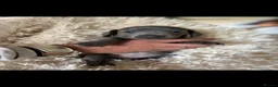 Miniature Dachshund dogs for sale: Miniature dachshund puppies 🐶  - Advert 13