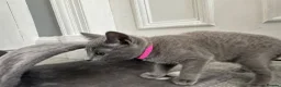 Russian Blue cats for sale: Russian Blue Kittens - Advert 16