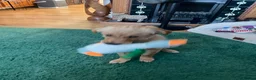 Golden Retriever dogs for sale: Lovely lively girl “Wincy” in West Malling - Advert 4