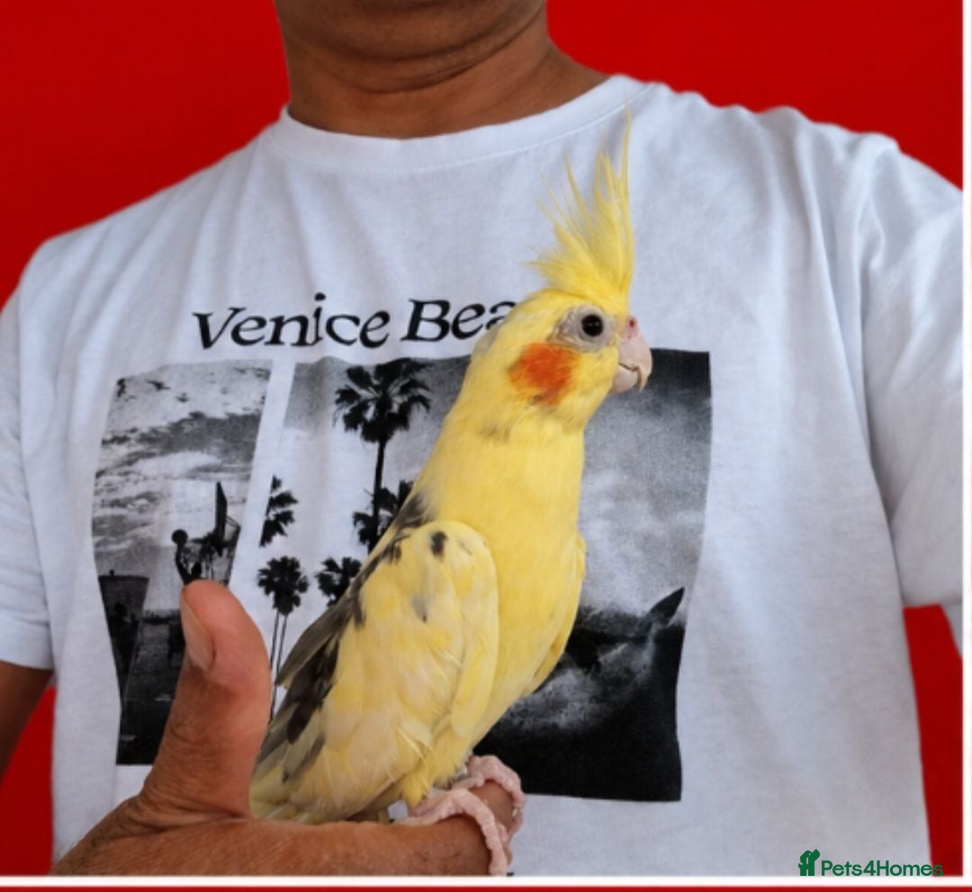 Cockatiels birds Super silly tamed baby cockatiels  - Advert 8