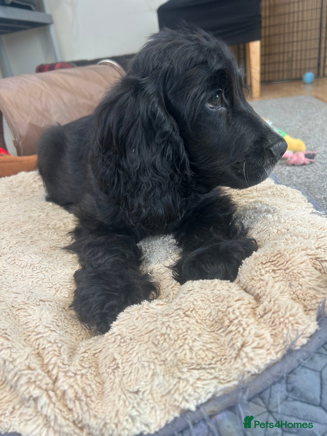 Cocker Spaniel dogs for sale: LAST TWO SHOW COCKER SPANIEL BOYS in Ely - Image 11