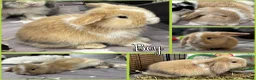 Mini Lop rabbits for sale: Born 15th March - 1 baby boy - ready 9th/10th May - Advert 14