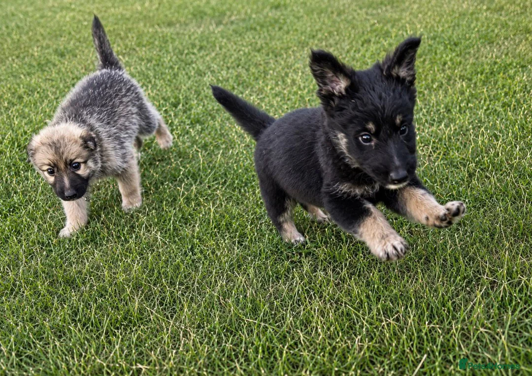 German Shepherd dogs for sale: German shepherd puppies in Waltham Cross - Advert 2