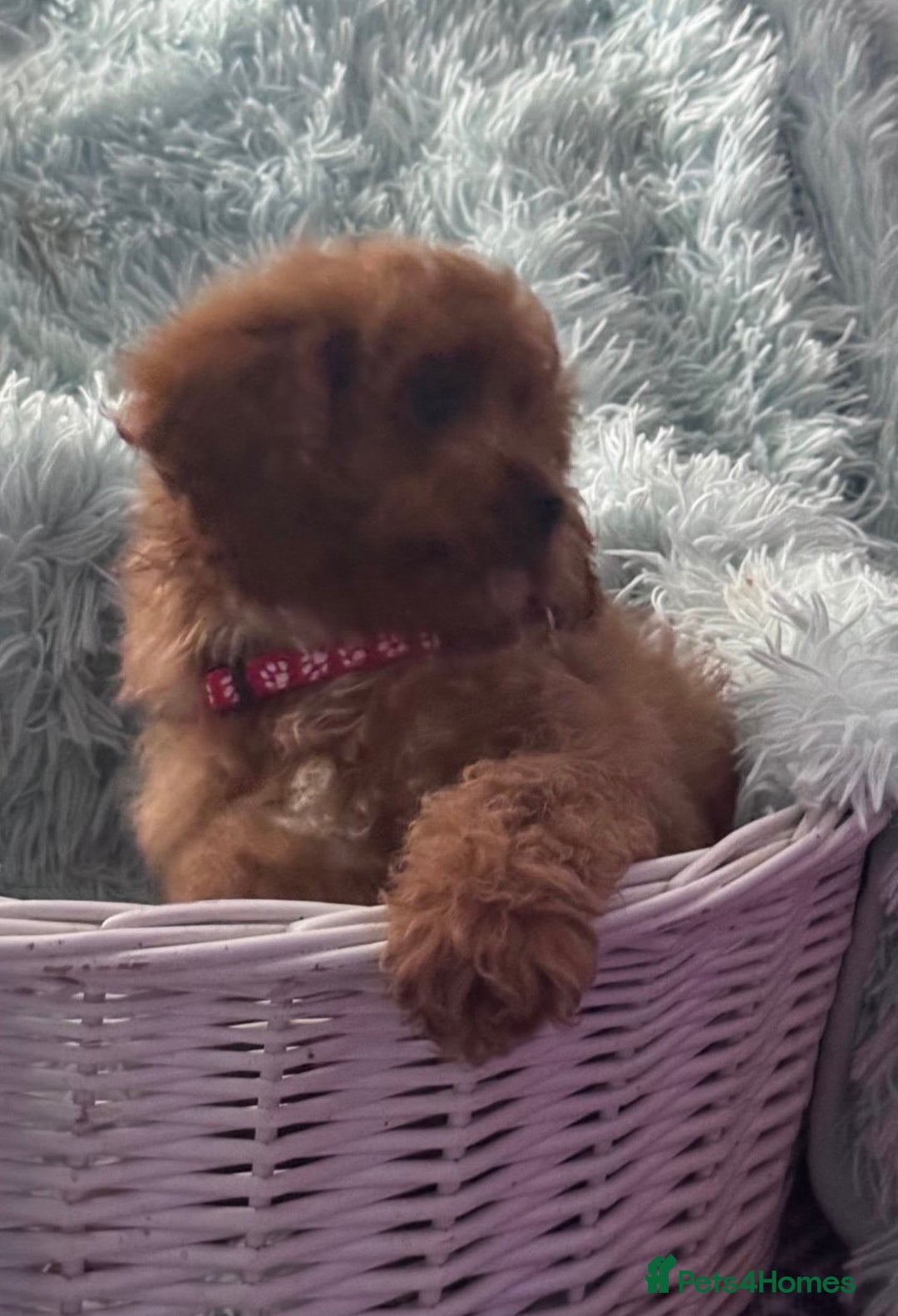 Cavapoo dogs for sale: Strong chunky cavapoo boy puppies ❤️ - Image 5