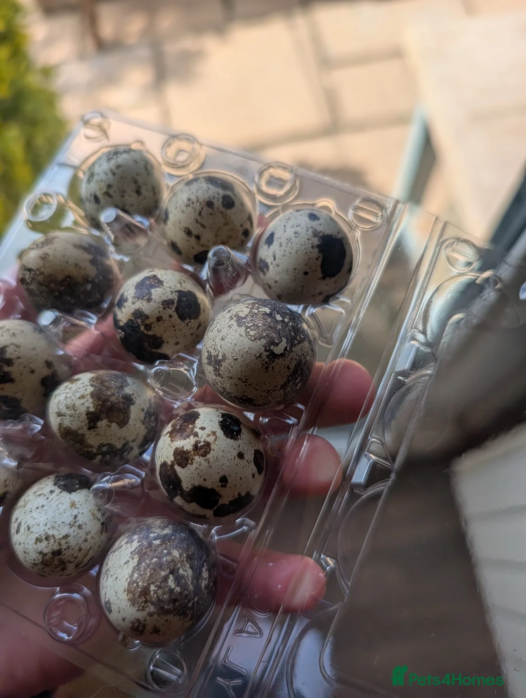 Mixed Breed birds for sale: Japanese quail hatching eggs  - Advert 6