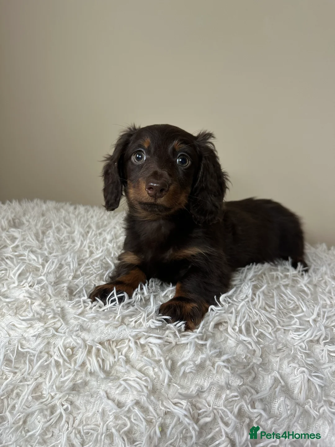 Miniature Dachshund dogs for sale: Long-Haired Miniature Dachshund Puppies  - Advert 4