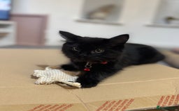 Mixed Breed cats for sale: 2 black half ragdoll kittens - Image 9