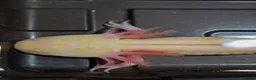 Axolotl reptiles for sale: Beautiful hypo baby Axolotls available last few  - Advert 16