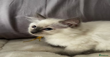 Ragdoll cats - Advert 6