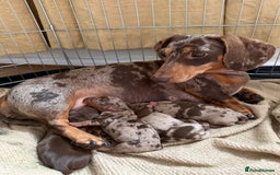 Miniature Dachshund dogs for sale: KC Registered Miniature Dachshunds (PRA Clear) - Image 11