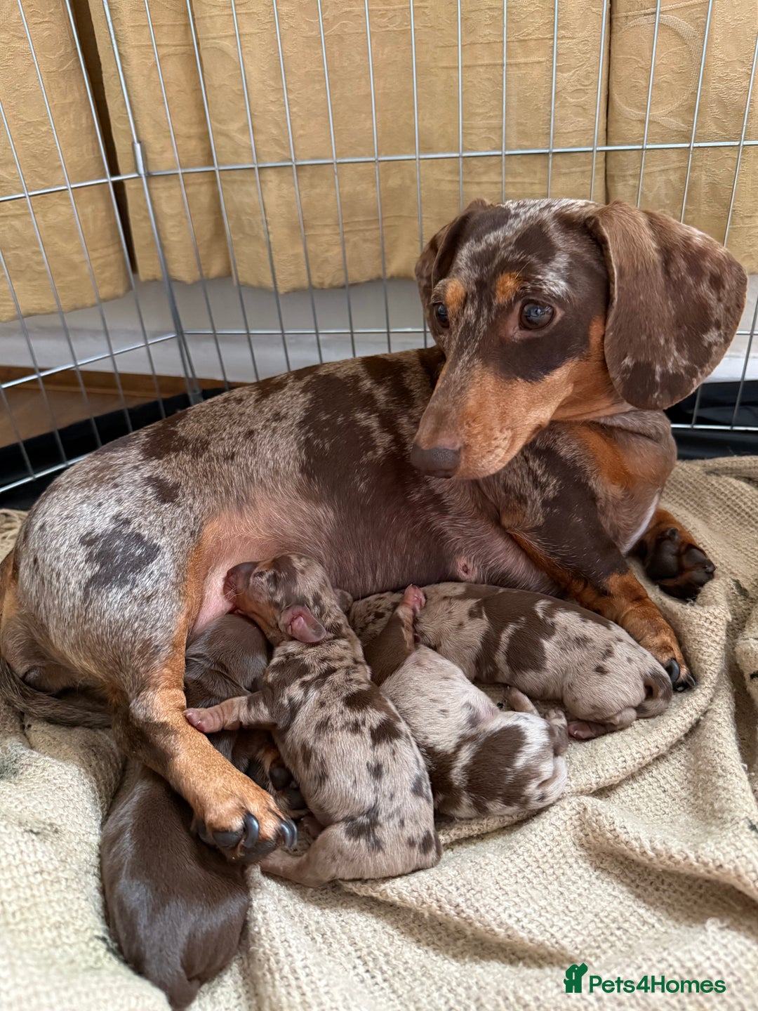 Miniature Dachshund dogs for sale: KC Registered Miniature Dachshunds (PRA Clear) - Image 11