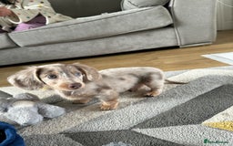 Miniature Dachshund dogs for stud: CREAM DAPPLE TOY LONG HAIRED DACHSHUND   - Image 3