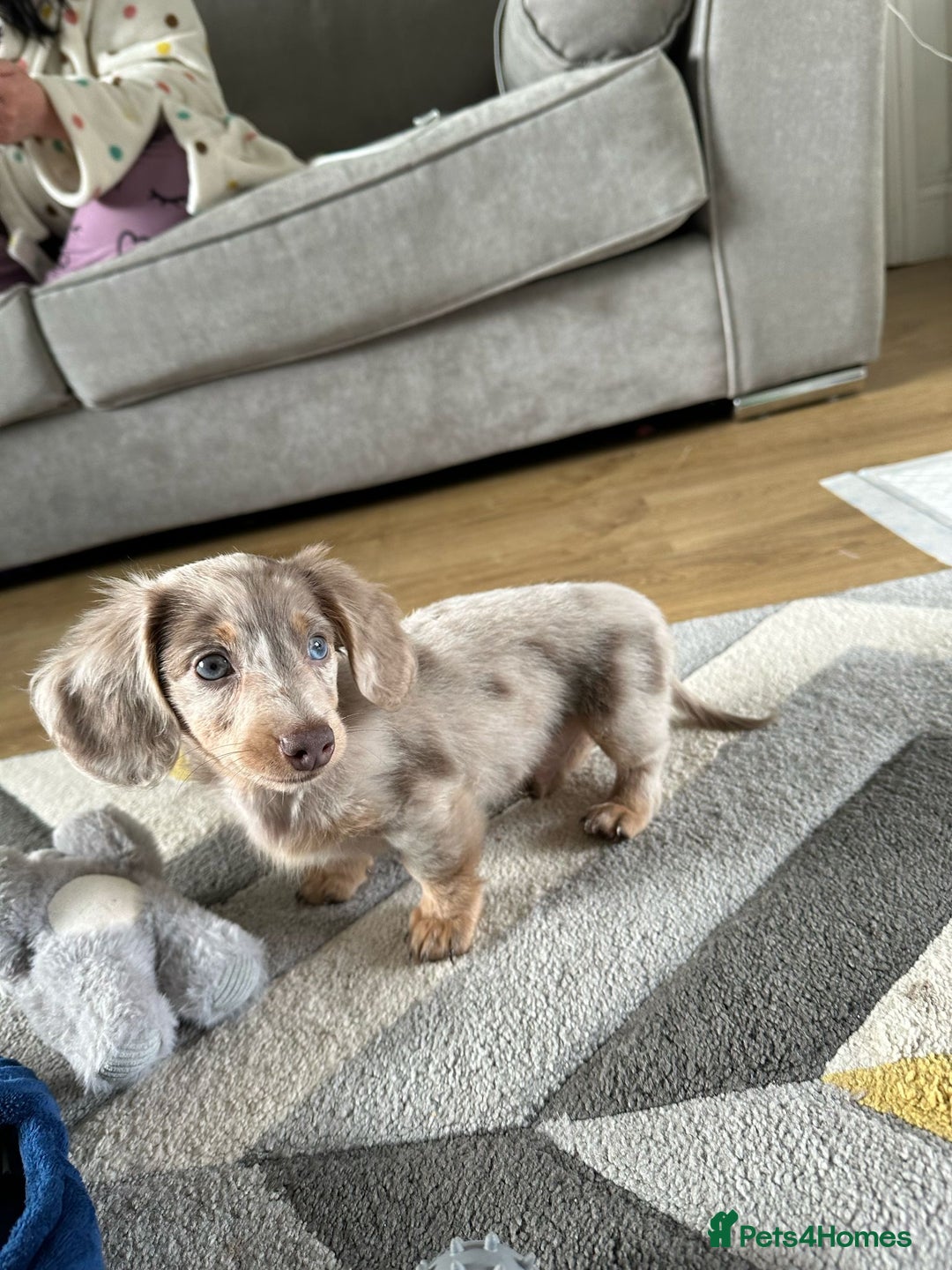 Miniature Dachshund dogs for stud: CREAM DAPPLE TOY LONG HAIRED DACHSHUND   - Image 3