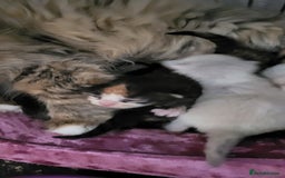 Siberian cats for sale: REGISTERED SIBERIAN KITTENS  - Image 13