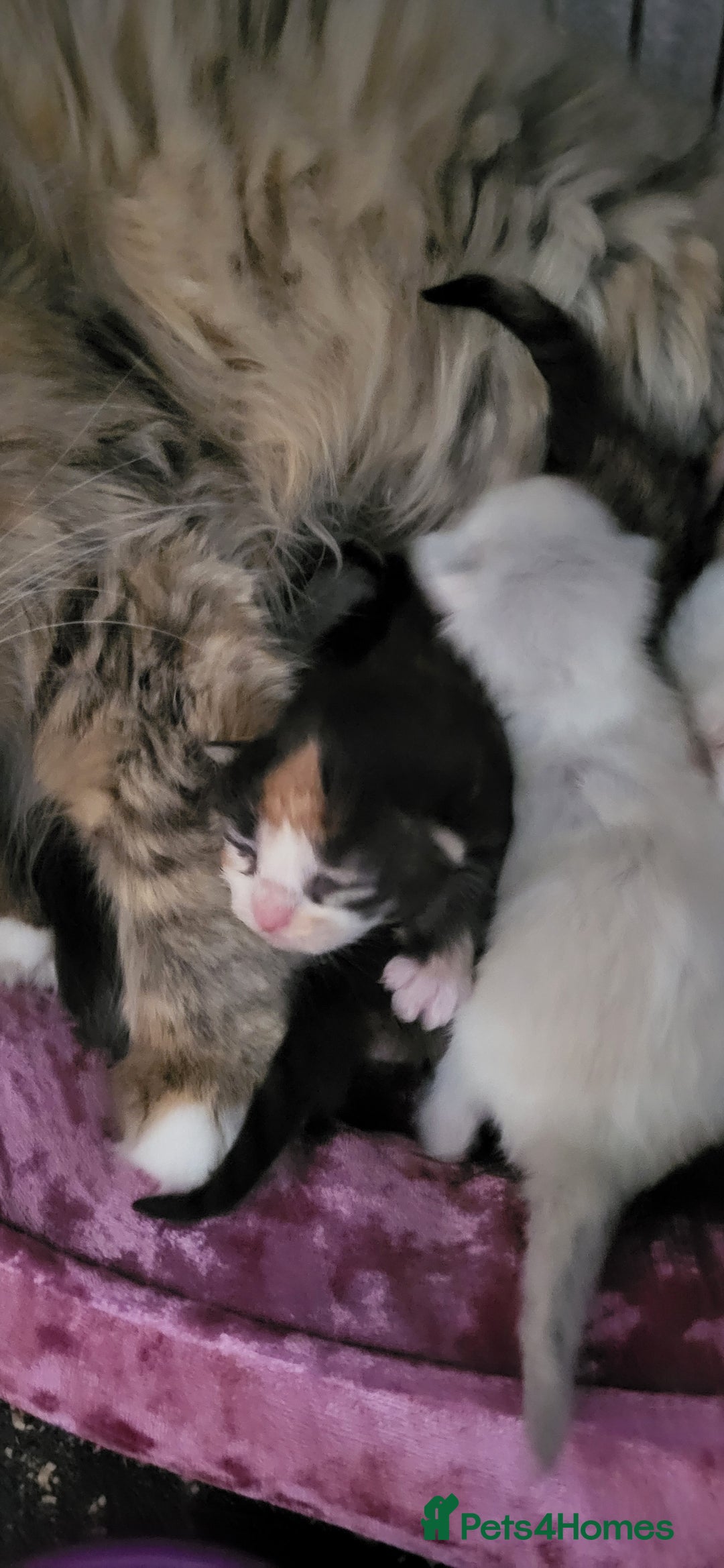 Siberian cats for sale: REGISTERED SIBERIAN KITTENS  - Image 13