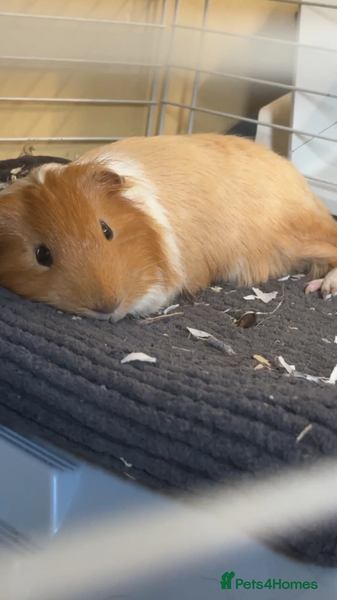 Guinea Pig rodents for sale: Male Guinea Pigs in Torrington - Advert 2