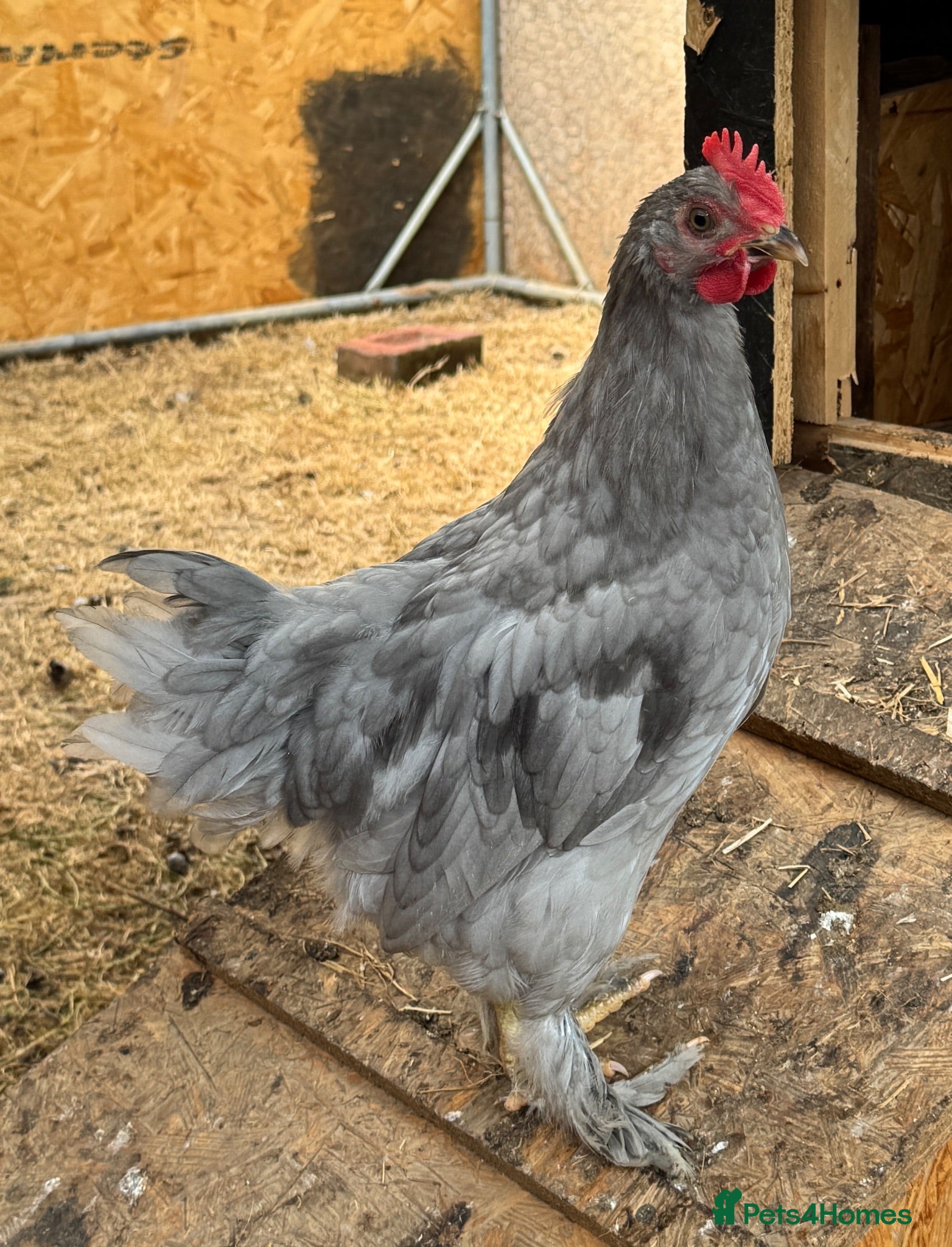 Chickens poultry Urgently looking for new homes - Advert 1