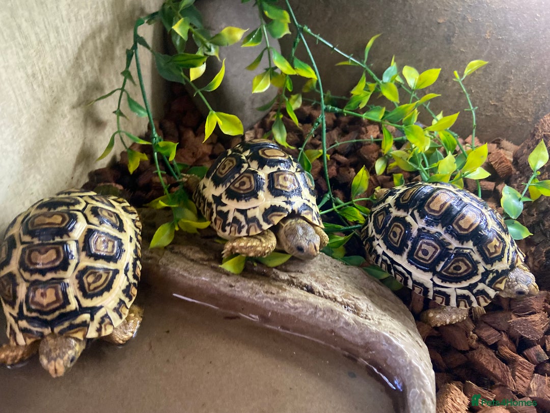 Tortoise reptiles for sale: Leopard tortoise Babies- Rare colour High  Whites - Image 8