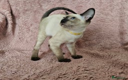 Siamese cats for sale: Adorable Siamese kittens ready to leave - Image 7