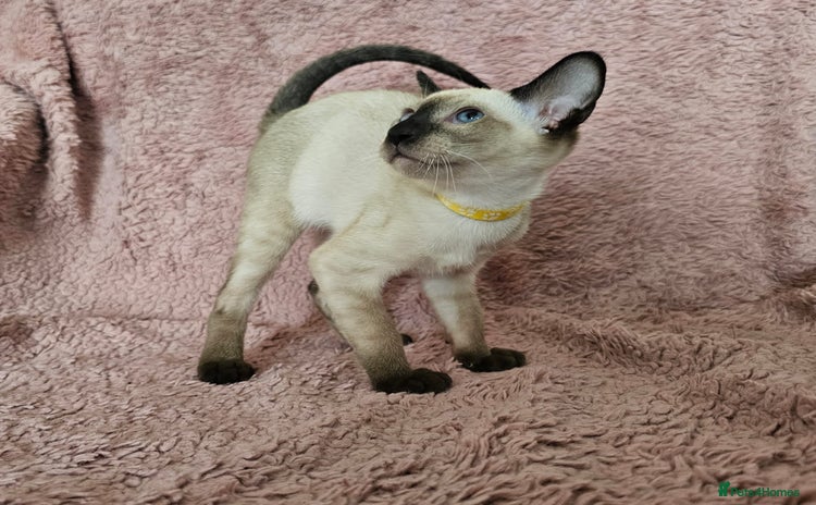 Siamese cats - Advert 2