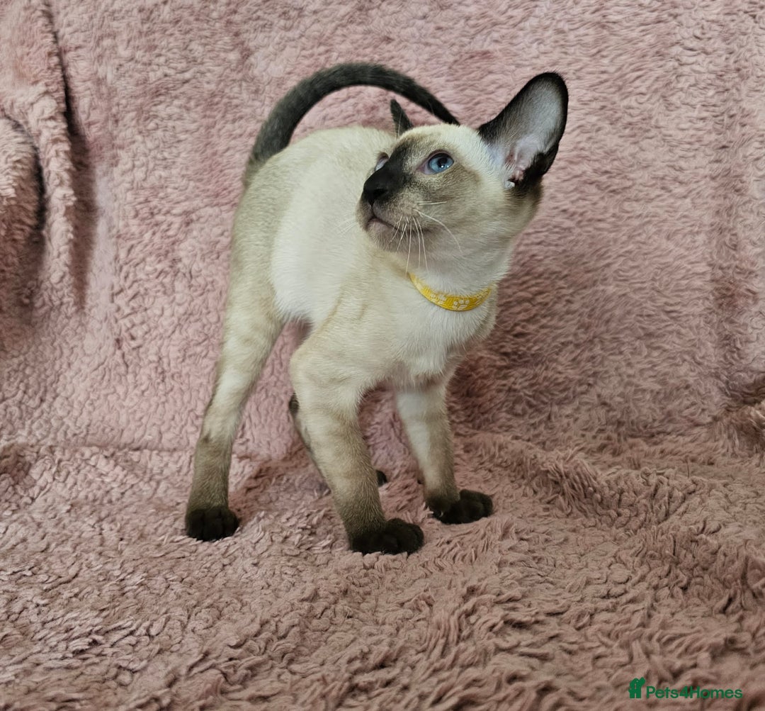 Siamese cats for sale: Adorable Siamese kittens ready to leave - Image 7