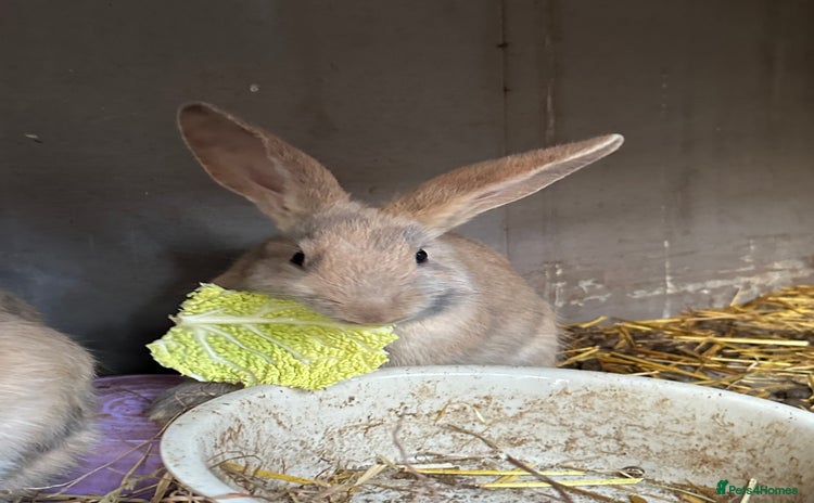 Continental Giant rabbits Harlequin continental giants ready now  - Advert 9