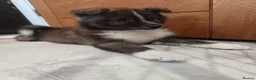 Pomsky dogs for sale: Pomsky puppy's  - Advert 7