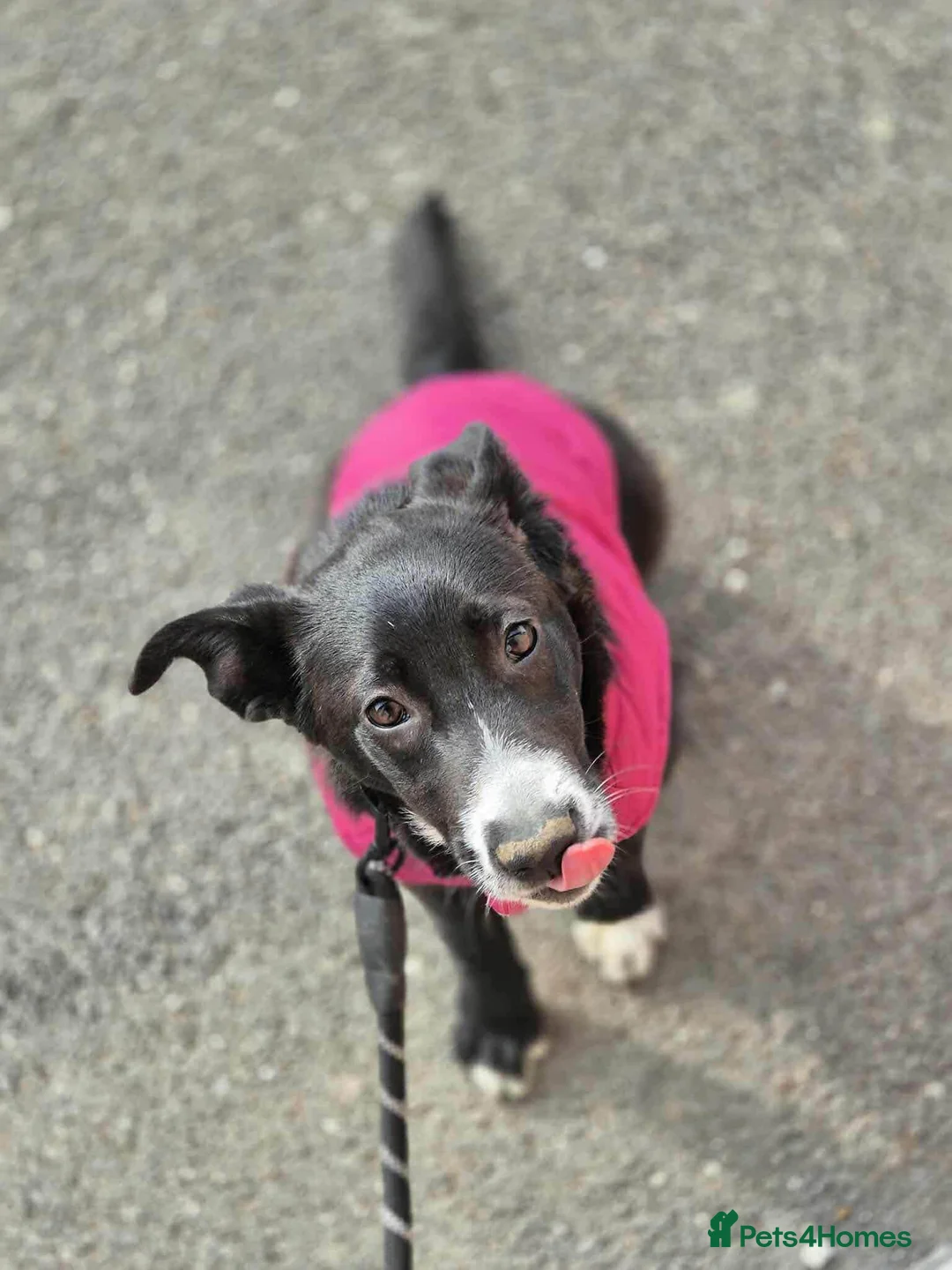 Mixed Breed dogs for adoption: FLEUR-happy&playful girl/ loves dogs/ affectionate - Advert 5
