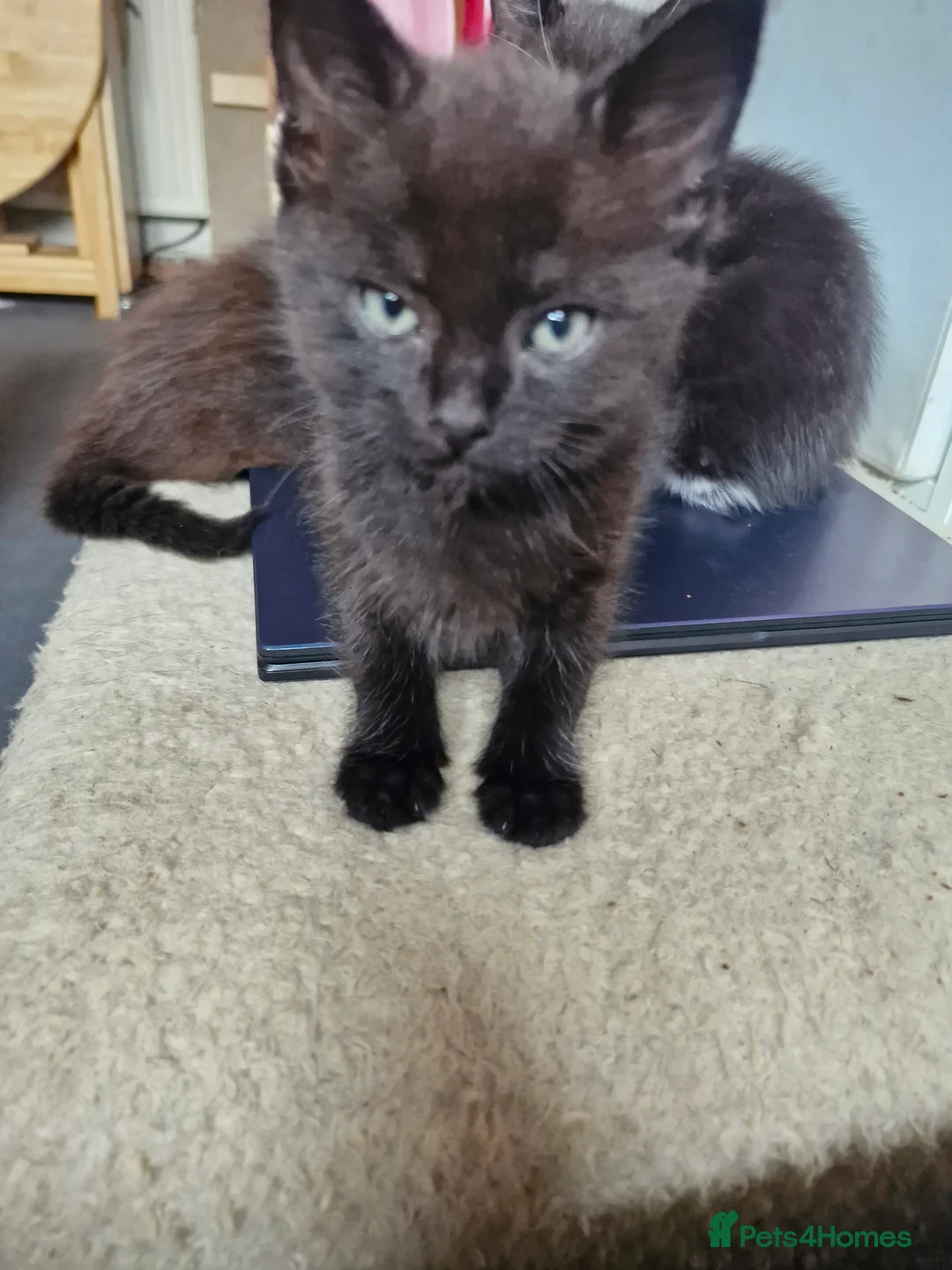Mixed Breed cats for sale: 3 gorgeous kittens  - Advert 6