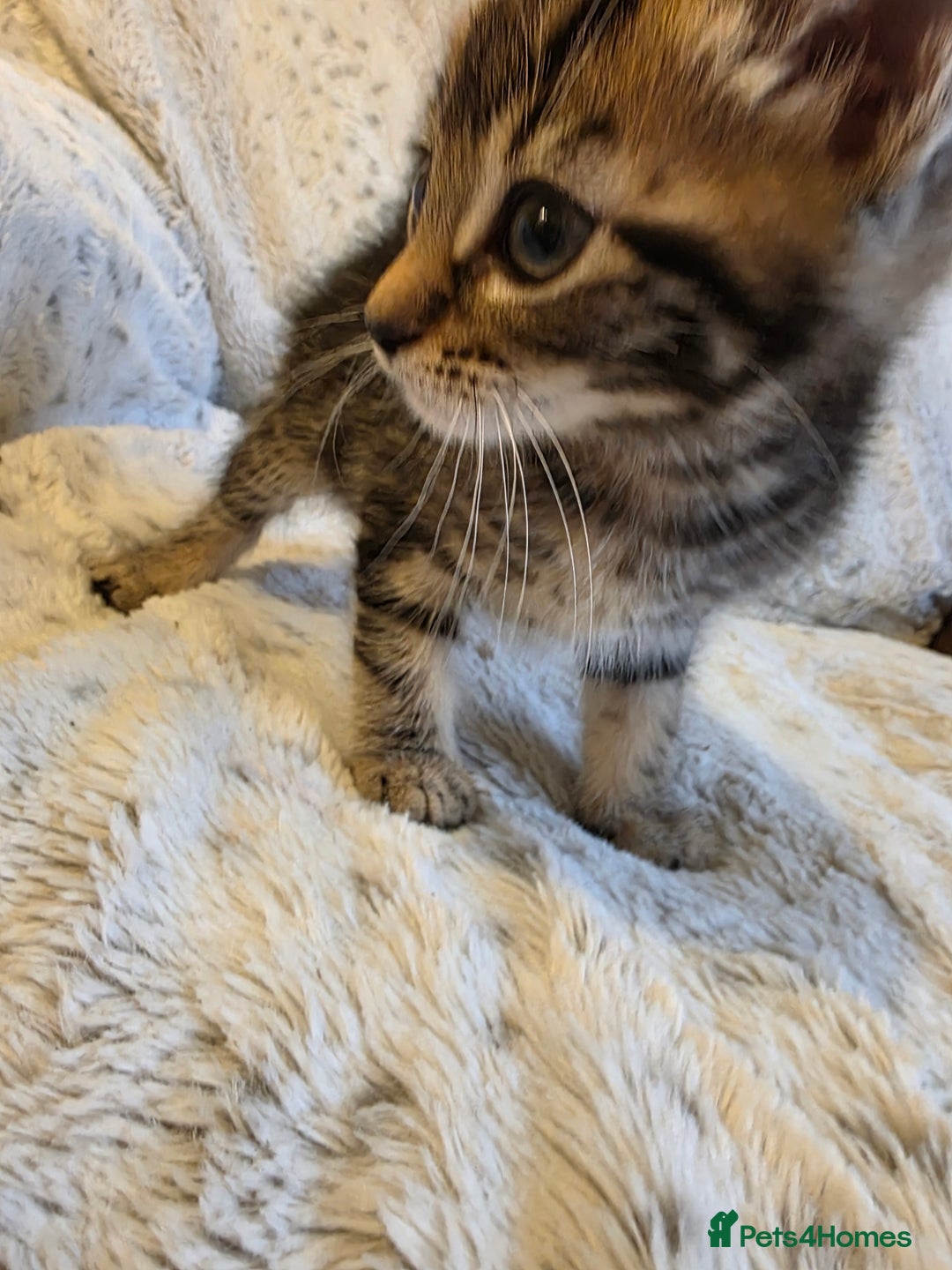 Mixed Breed cats for sale: 2 Male Stripy Kitten's - Advert 19