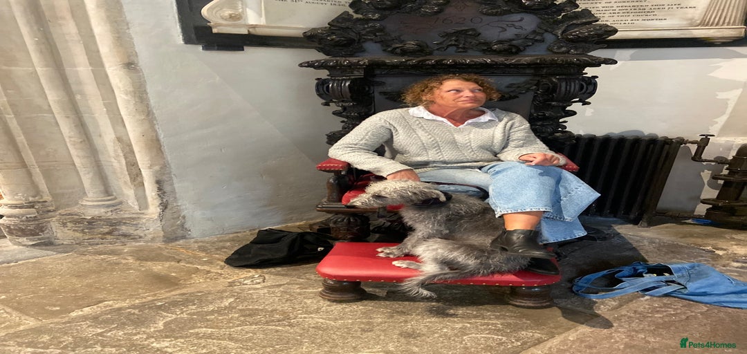 Gallery Image {{count}}